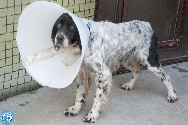 Zack, un setter che sogna il divano non un box Foto 4